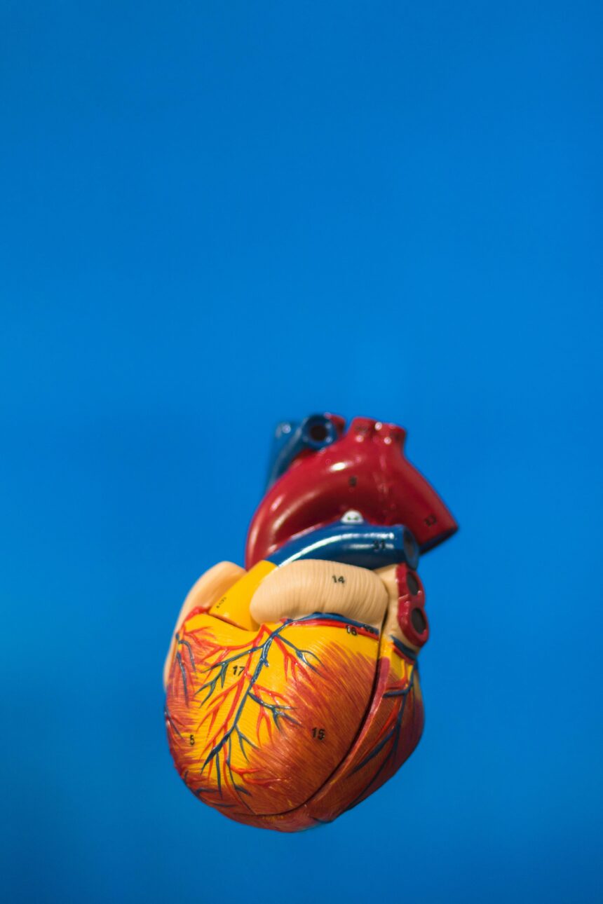 Top Heart-Healthy Habits That Improved My Cardiovascular Health